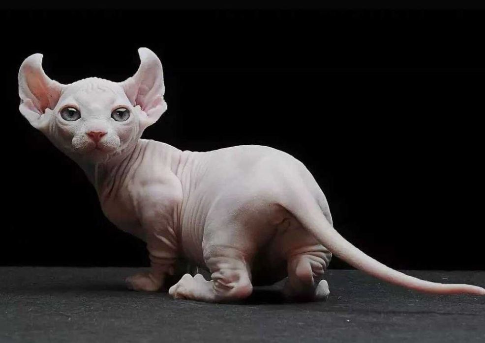 котята породы Двэльф
