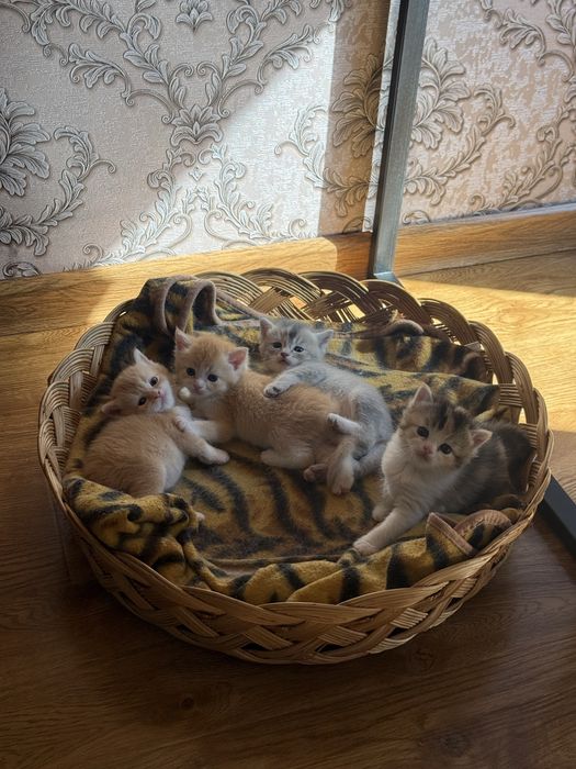 Mushuk, Кошка, Cat