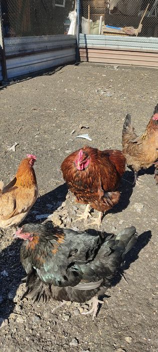 Петух брама орпингтон