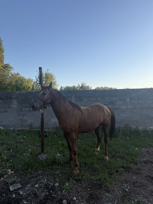 Айғыр сатылады 6 жасар