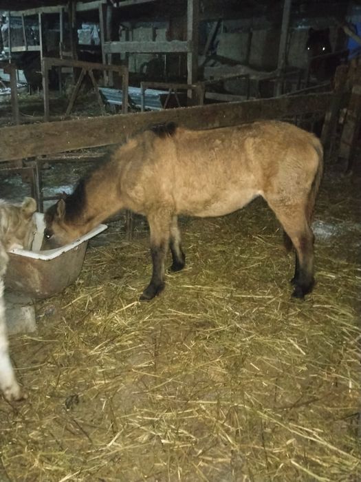 Продам 1 урхаши 2 ерке