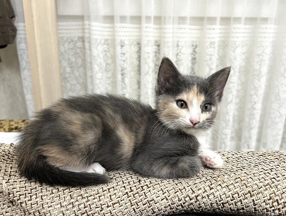СРОЧНО! Котята в добрые руки