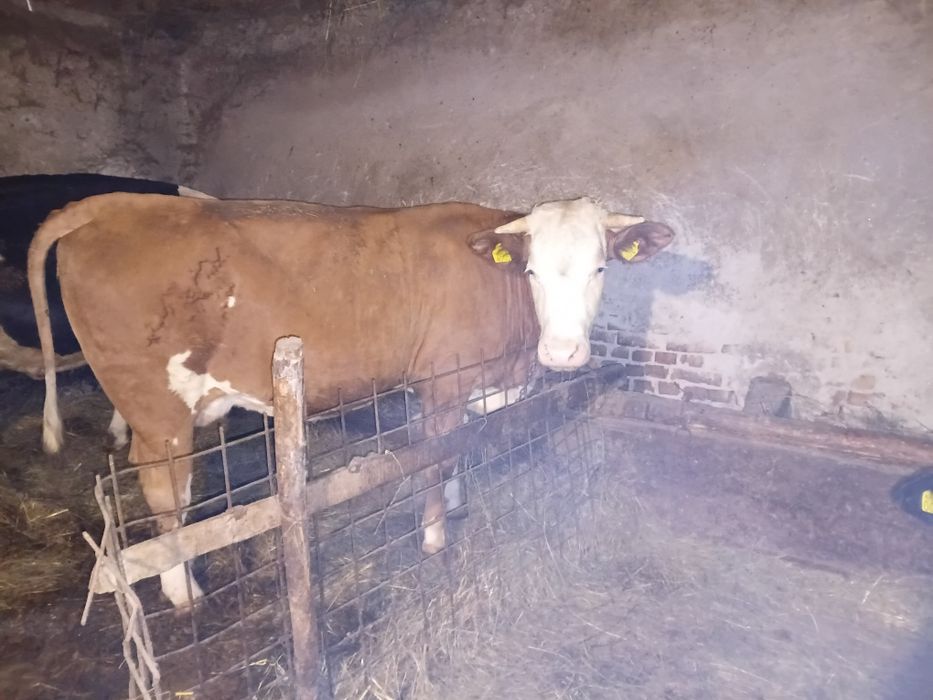 Vând juninca de 2 jumate