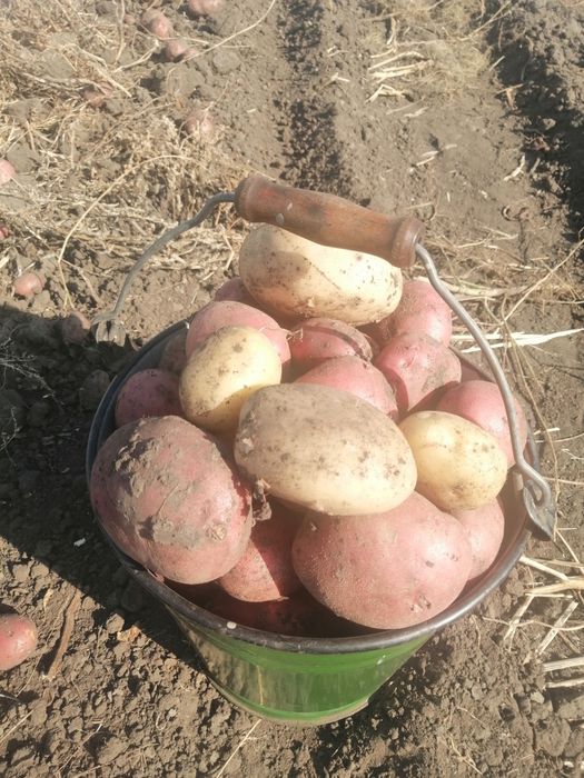Продам  картофель едавой