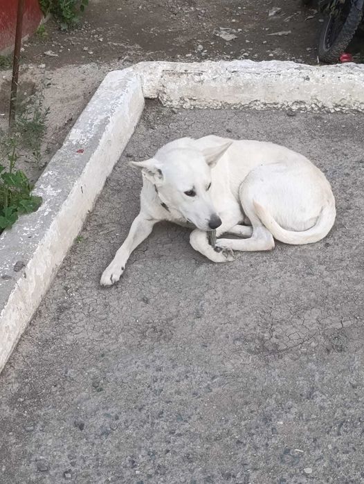 Кто потерял пса в Жилгородке