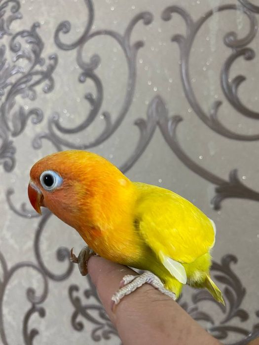 Ruchnoy papugay narazluchnik sotiladi