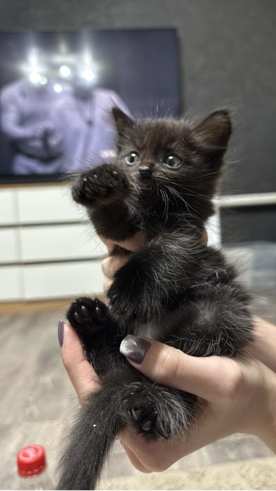 Очаровательные  котятки