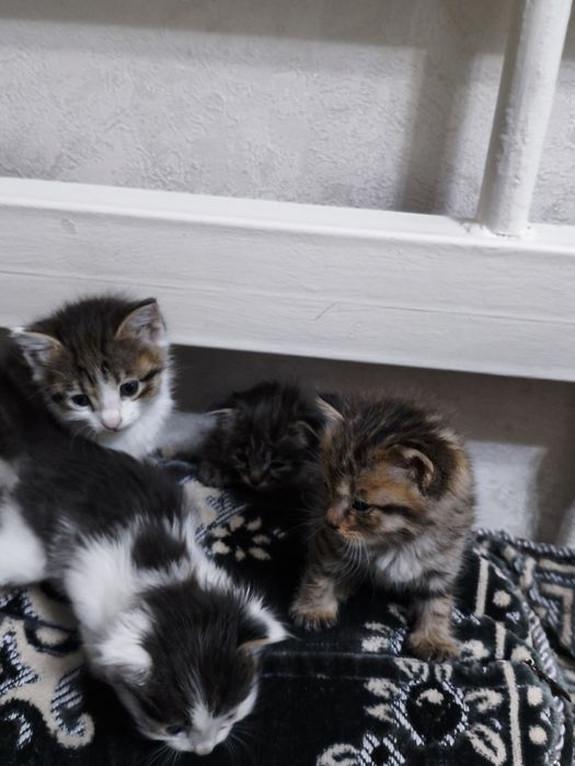 котики в хорошие руки