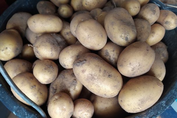 Картошка домашняя