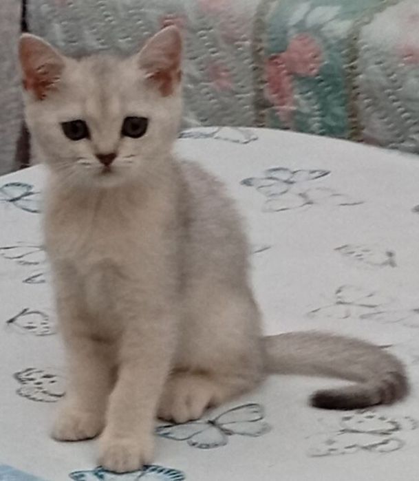 Срочно продаются шотландские котята серебряная шиншилла