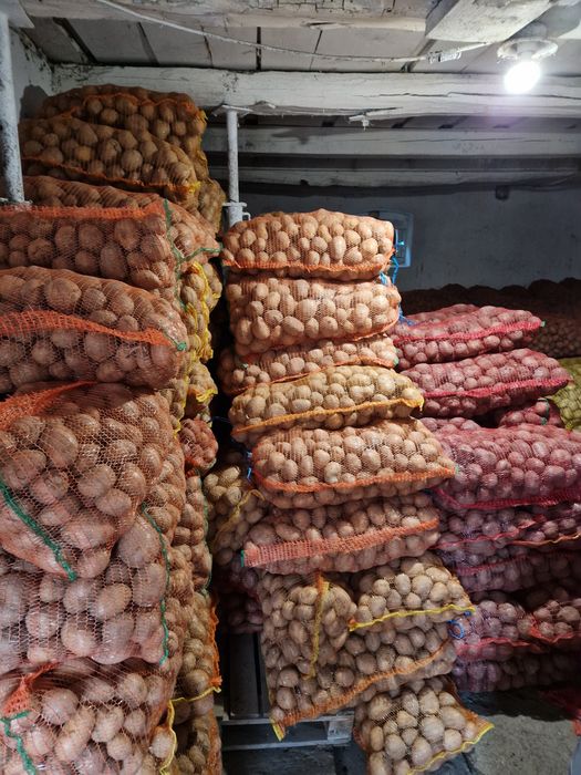 Cartof pentru consum Carrera, Bellarosa