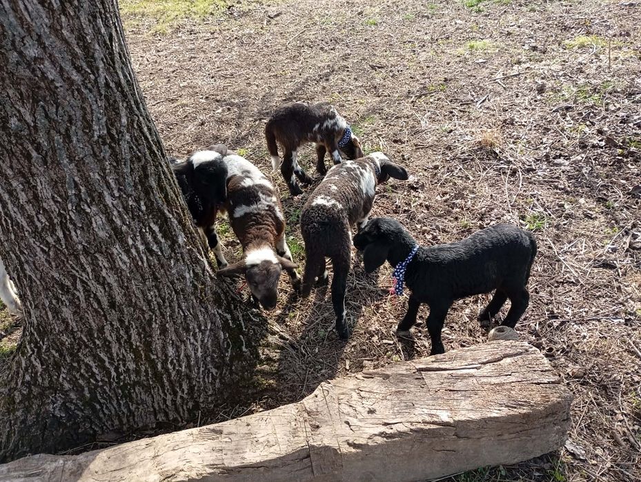 Продават се спешно на куп