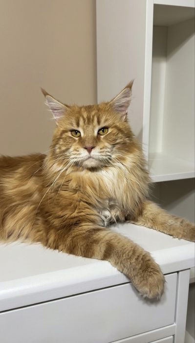 Мейн кун мъжки Maine coon