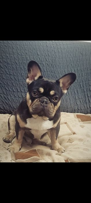 Французский бульдог