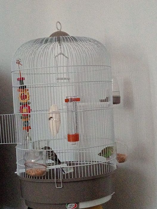 Vând peruși papagali