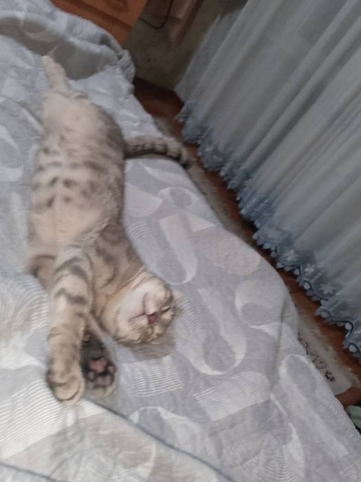 Кошка Американская