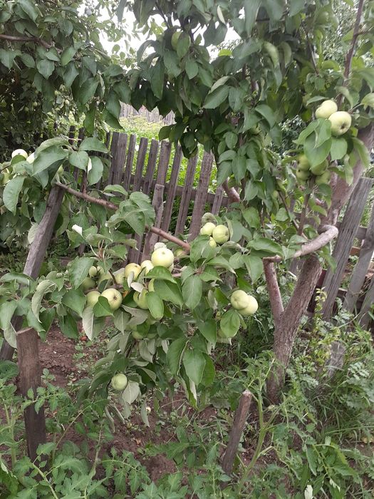 Продам дачу в городе