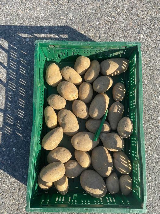 Vand cartofi consum,calitate extra