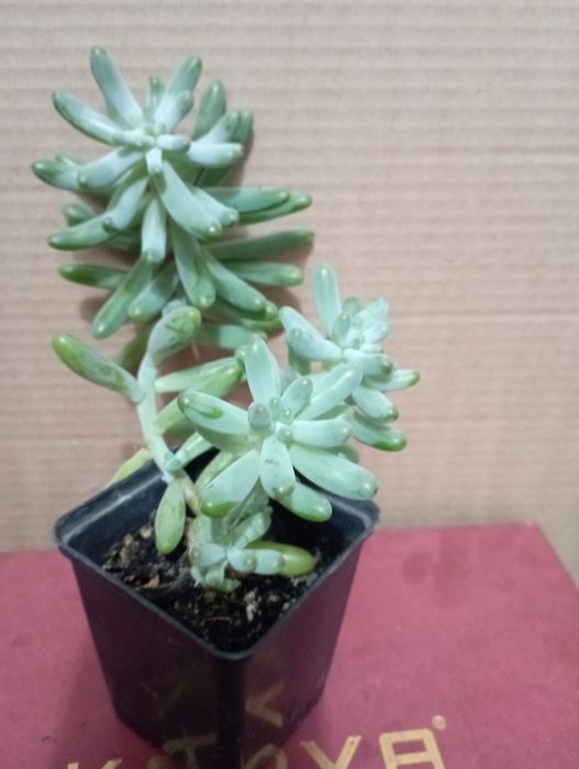 Домашние цветы не требующие пересадки