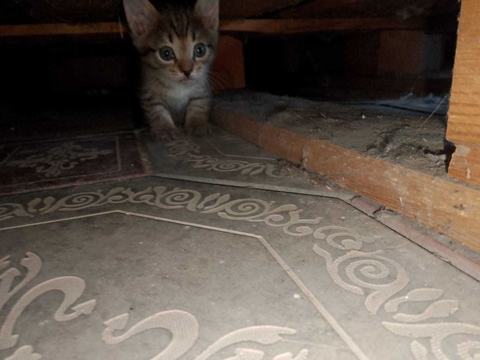 Котята в добрые руки (все мальчики)