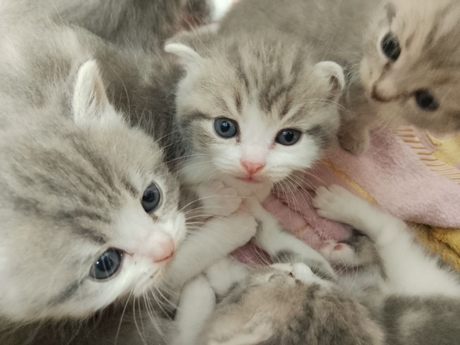 Продаются очаровательные котята
