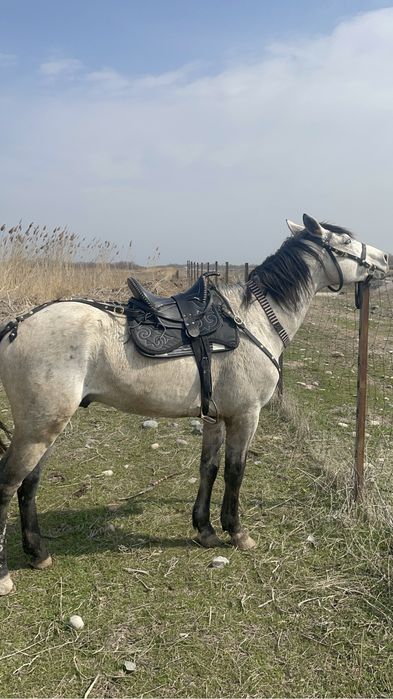 В продаже жеребец