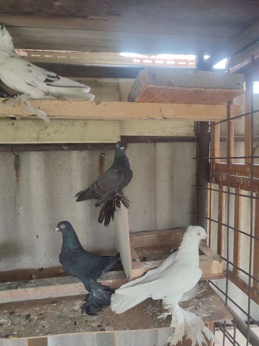 Продажа сочей и жуков  голуби