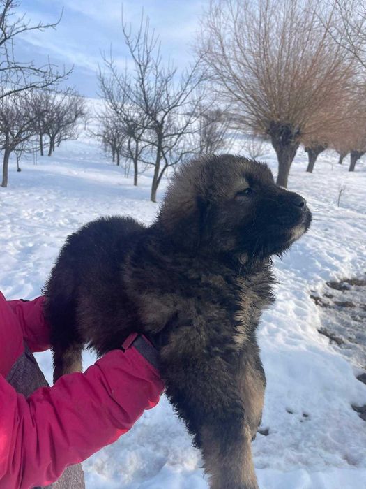 Fetite frumoase caucaziene