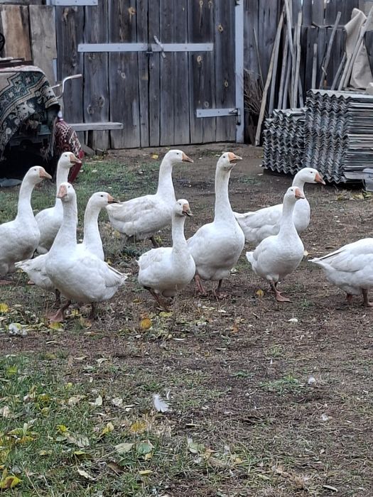 Продам живых гусей
