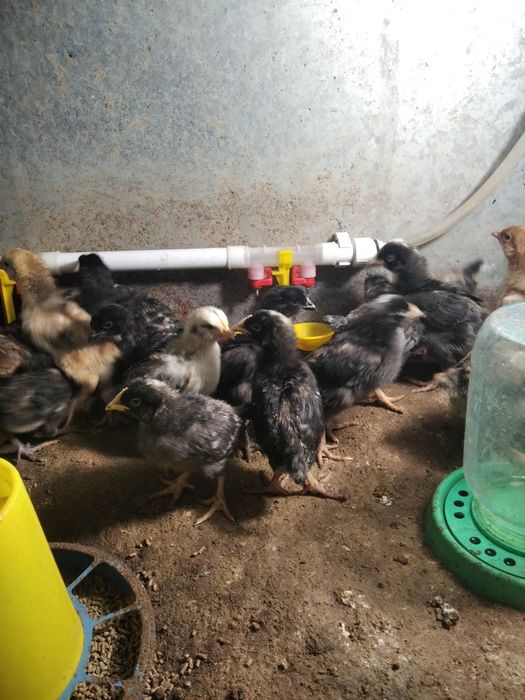 Цыплята домашних курей