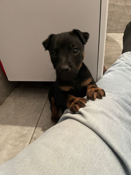 Ягдтерьер щенок