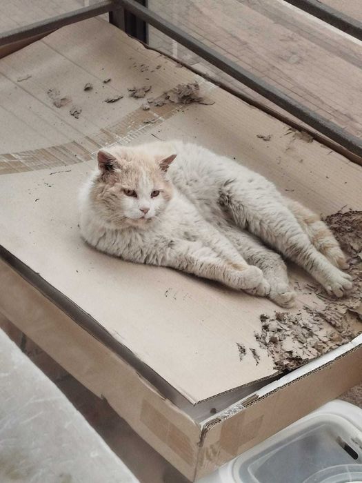 Срочно дом котику (британец, 4 года)