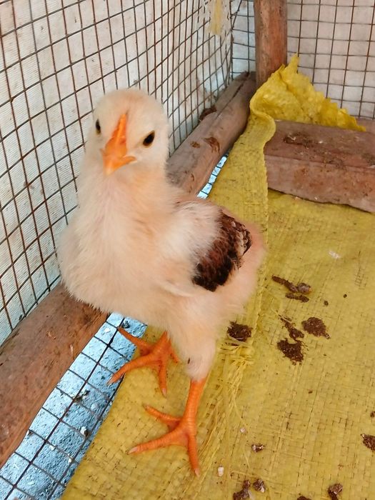 Венгерские велекан парода товук жужалари сотилади