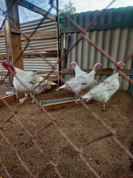 Продам индюка с индюшками