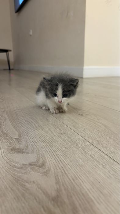 Котенок мальчик даром