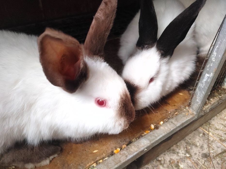 Vind iepuri Californieni diferite virste