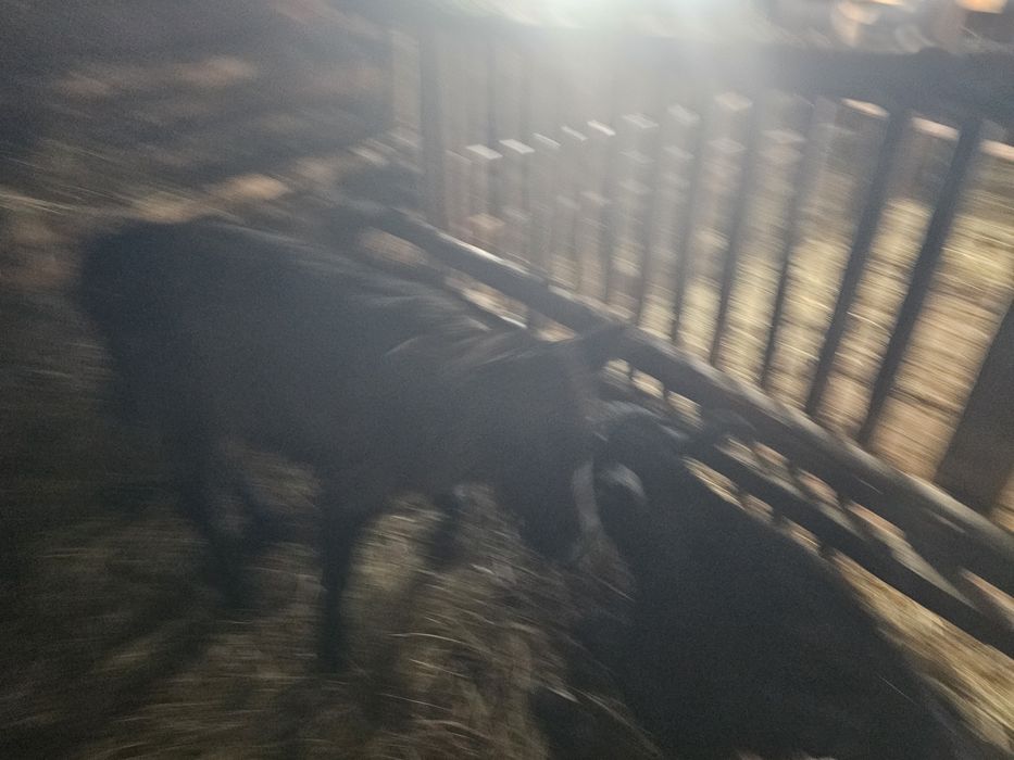 Продам телёнка телочка