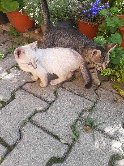 Aceste suflețele sărmane si iubitoare isi cauta un camin .