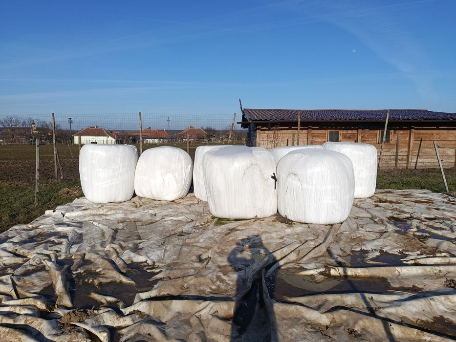 Baloți de lucernă înfoliați