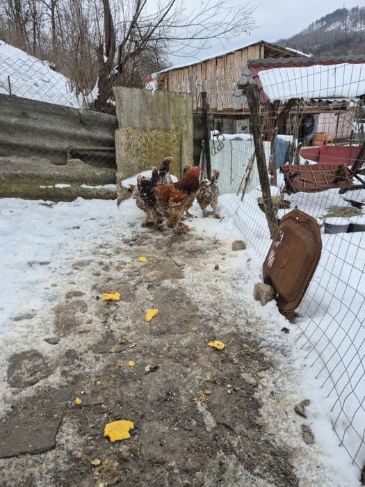 Vănd familie brahma culoarea porțelan