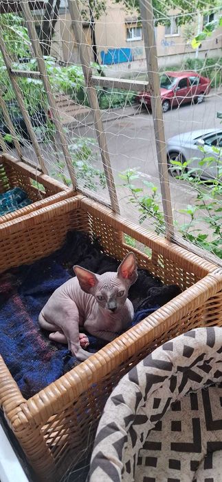 Pui pisica Sphynx/Sfinx/Sphinx