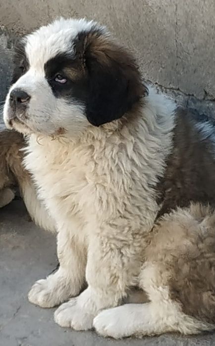 Продам щенков Сенбернар