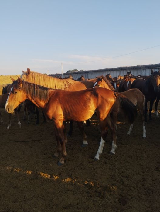 Продам 2х 1.5годавалых жеребчиков