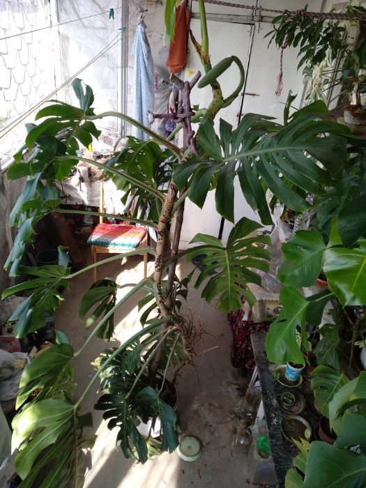 Монстера цветущая