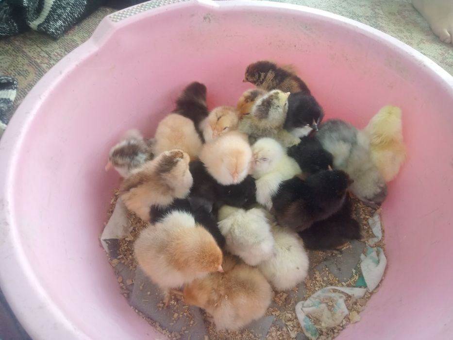 Продам циплят домашних