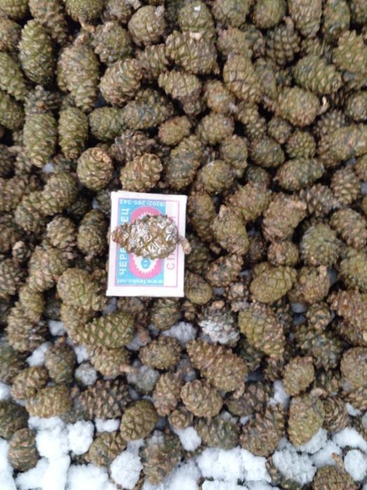 Продам сосновые шишки