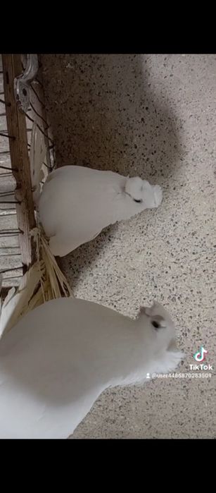 Например iphonehf