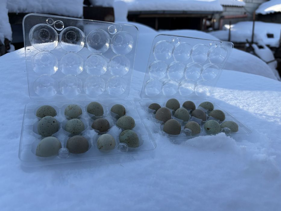 Пъдпъдъци маджурски,японски,селадона,фараон,китайски