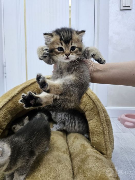 Котенок чистокровный британской шиншилы  мальчик