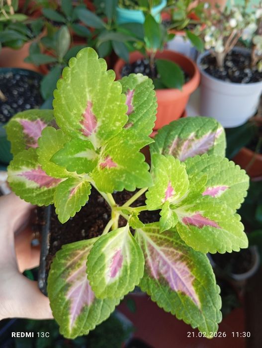 Продам растения комнатные